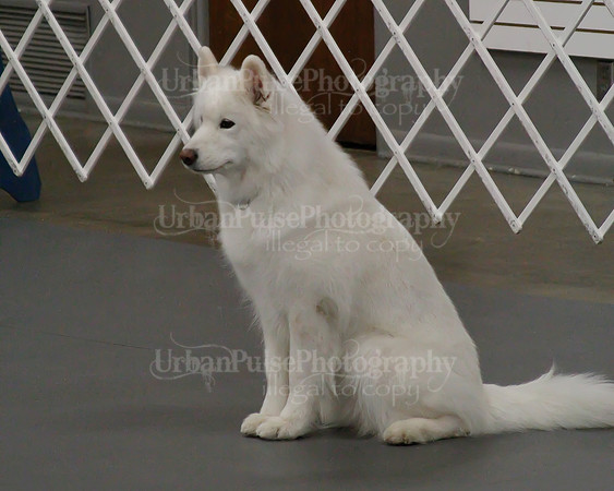2021 SCA OBEDIENCE-RALLY-2502