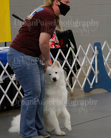 2021 SCA OBEDIENCE-RALLY-2505