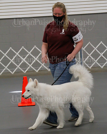 2021 SCA OBEDIENCE-RALLY-2512