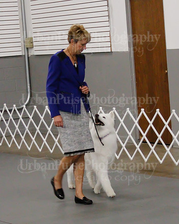 2021 SCA OBEDIENCE-RALLY-2589
