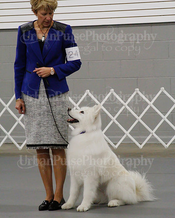 2021 SCA OBEDIENCE-RALLY-2596