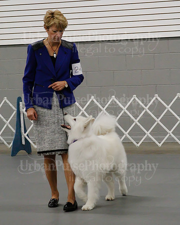 2021 SCA OBEDIENCE-RALLY-2599