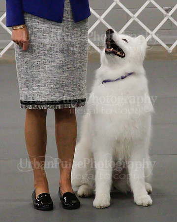 2021 SCA OBEDIENCE-RALLY-2608