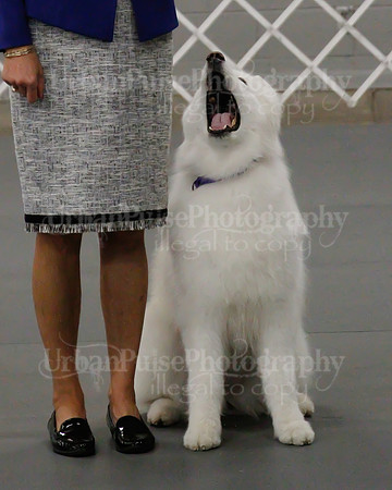 2021 SCA OBEDIENCE-RALLY-2614