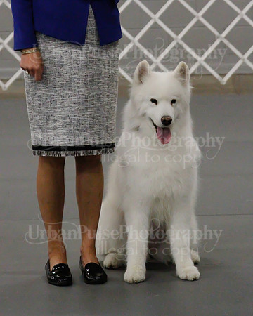 2021 SCA OBEDIENCE-RALLY-2610