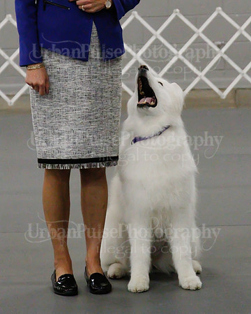 2021 SCA OBEDIENCE-RALLY-2613