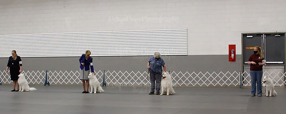 2021 SCA OBEDIENCE-RALLY-2703