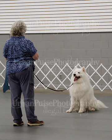 2021 SCA OBEDIENCE-RALLY-2710