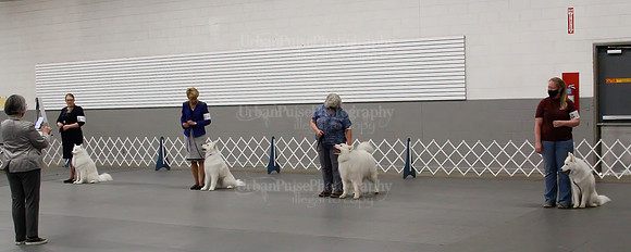 2021 SCA OBEDIENCE-RALLY-2713
