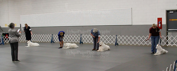 2021 SCA OBEDIENCE-RALLY-2716