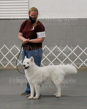 2021 SCA OBEDIENCE-RALLY-2727