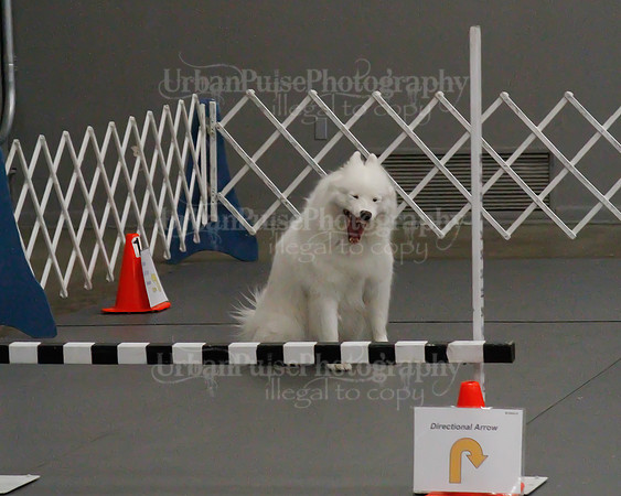 2021 SCA OBEDIENCE-RALLY-2755