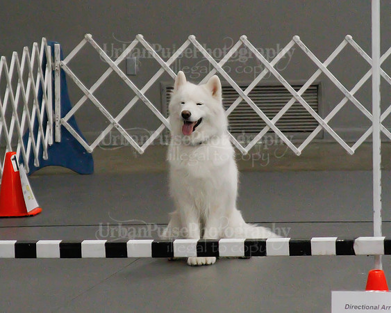 2021 SCA OBEDIENCE-RALLY-2782