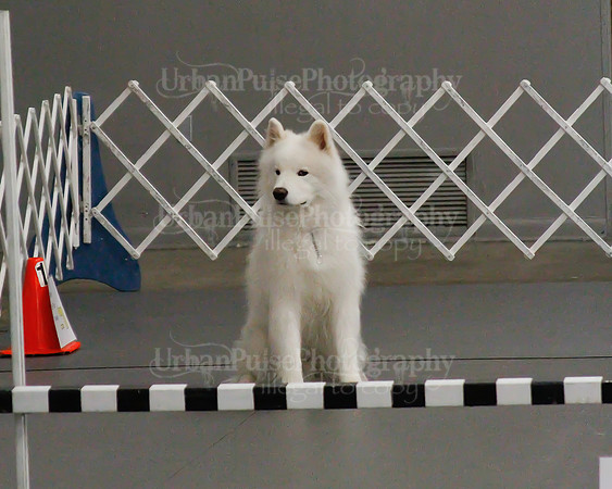 2021 SCA OBEDIENCE-RALLY-2817