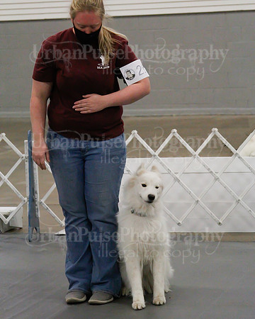 2021 SCA OBEDIENCE-RALLY-2822