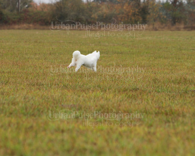 SCA2016_LURE COURSING-7813