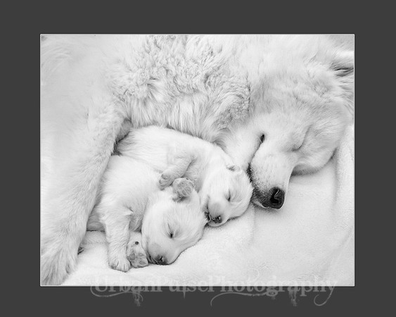 "UNCONDITIONAL LOVE" (BABY ANIMALS)