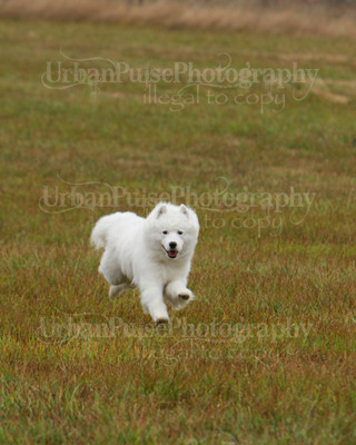 SCA2016_LURE COURSING-7557