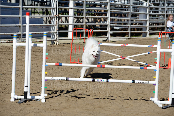 AGILITY-1917
