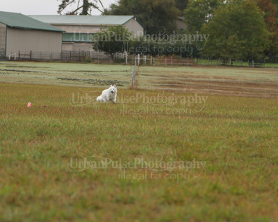 SCA2016_LURE COURSING-7375