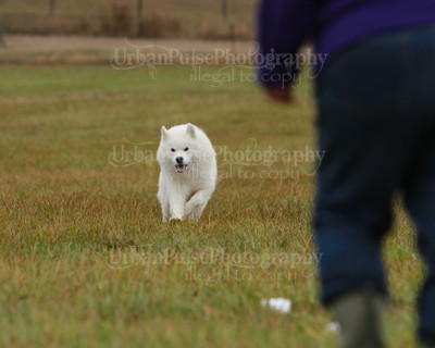SCA2016_LURE COURSING-7637