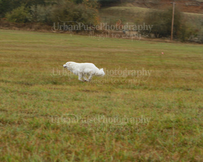 SCA2016_LURE COURSING-7685