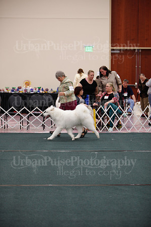 F9-12 Dog-7085