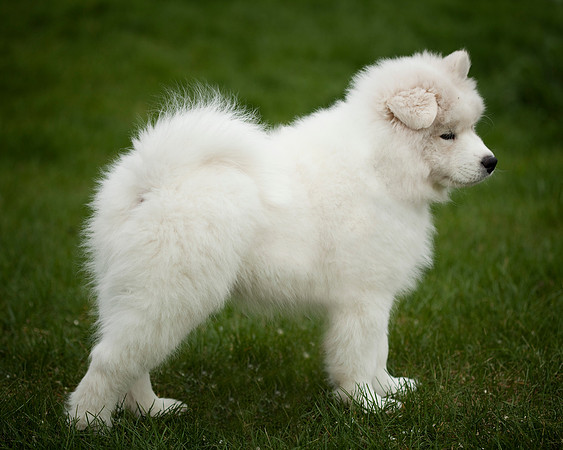 GreenBoy_10wks_16x20_0562