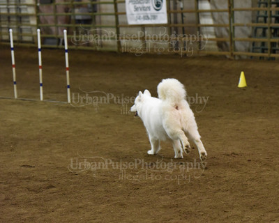 SCA2016_AG MON FAST NOVICE-0122
