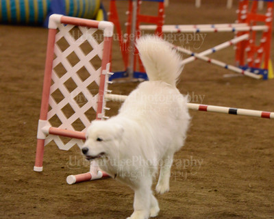 SCA2016_AG MON FAST NOVICE-3587