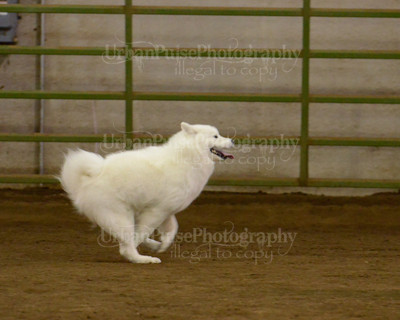 SCA2016_AG MON FAST NOVICE-3534