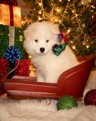Tesser Litter Christmas 2023 8wks--6