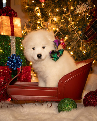 Tesser Litter Christmas 2023 8wks--5
