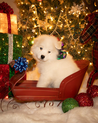 Tesser Litter Christmas 2023 8wks--2