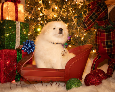 Tesser Litter Christmas 2023 8wks--4