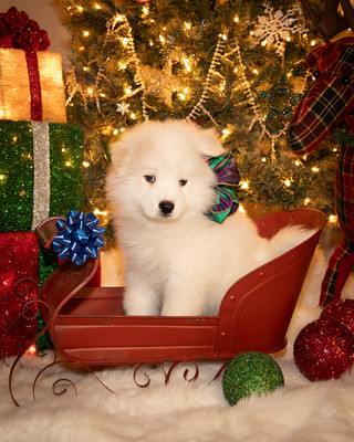 Tesser Litter Christmas 2023 8wks--3