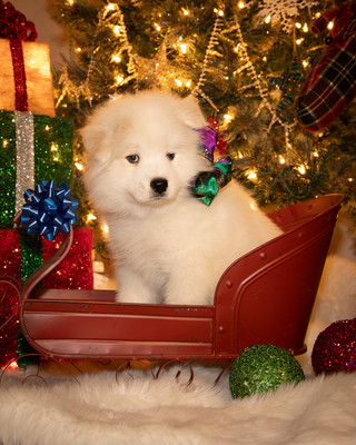 Tesser Litter Christmas 2023 8wks--7