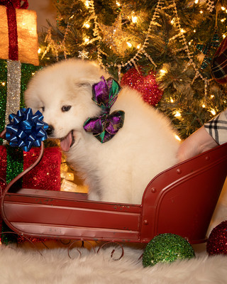 Tesser Litter Christmas 2023 8wks--8