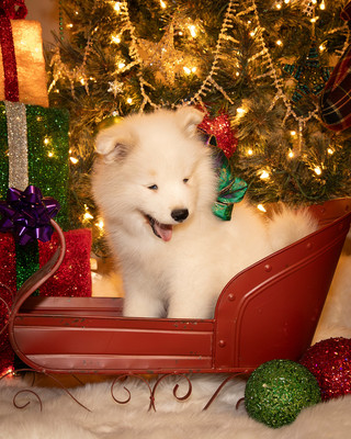 Tesser Litter Christmas 2023 8wks--9