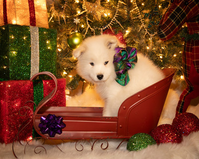 Tesser Litter Christmas 2023 8wks--10
