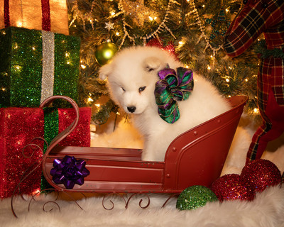 Tesser Litter Christmas 2023 8wks--11