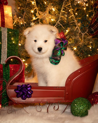 Tesser Litter Christmas 2023 8wks--13