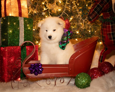 Tesser Litter Christmas 2023 8wks--12