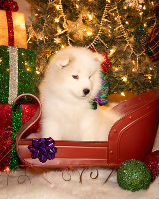 Tesser Litter Christmas 2023 8wks--14