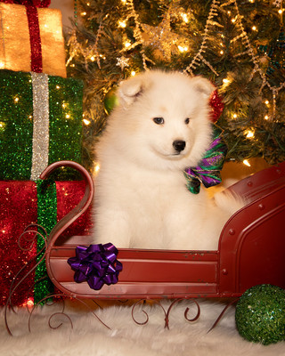 Tesser Litter Christmas 2023 8wks--15