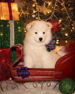 Tesser Litter Christmas 2023 8wks--16