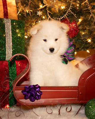 Tesser Litter Christmas 2023 8wks--18
