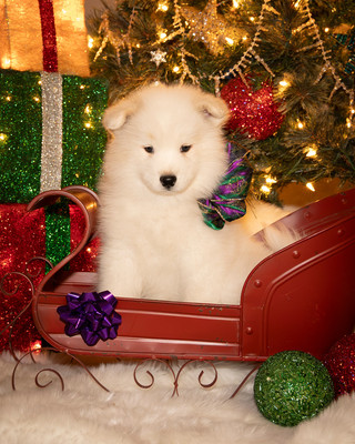 Tesser Litter Christmas 2023 8wks--17