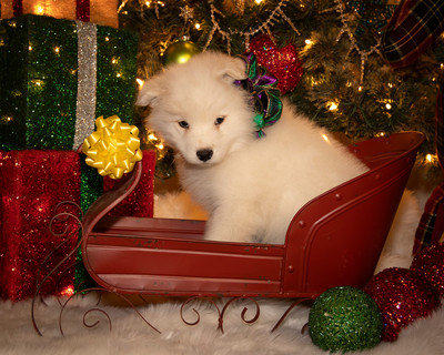 Tesser Litter Christmas 2023 8wks--19