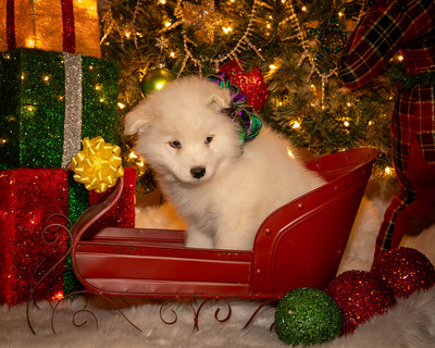 Tesser Litter Christmas 2023 8wks--20